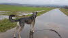 IMG-20210130-WA0007