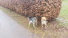 IMG-20210201-WA0018