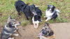 IMG-20210217-WA0010